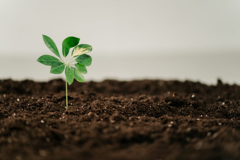 single plant emerging from dark brown soil