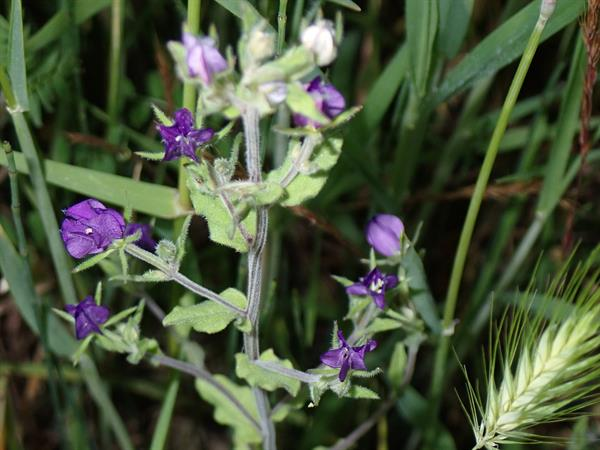 purple flower Legousia speculum 
