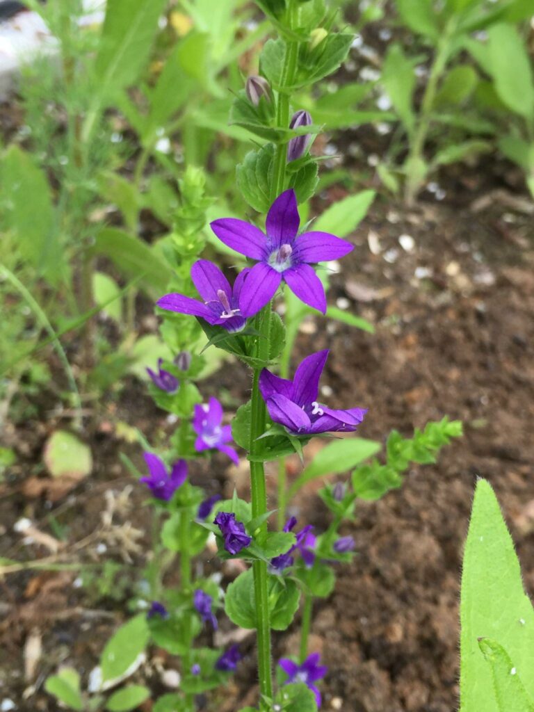 purple flower Triodanis perfoliata